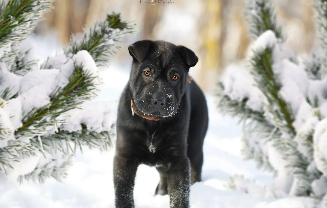 Photo wallpaper winter, each, spruce, dog, puppy
