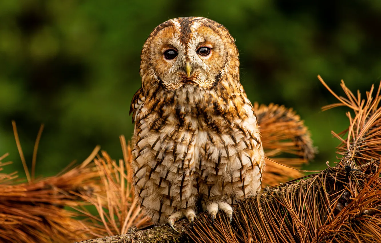 Photo wallpaper look, branches, owl, bird, needles, owl