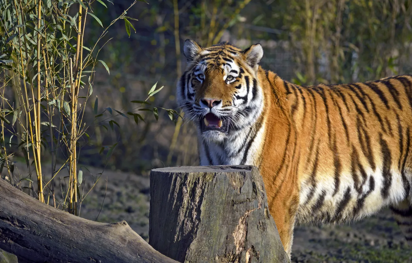 Photo wallpaper cat, tiger, stump, log, Amur