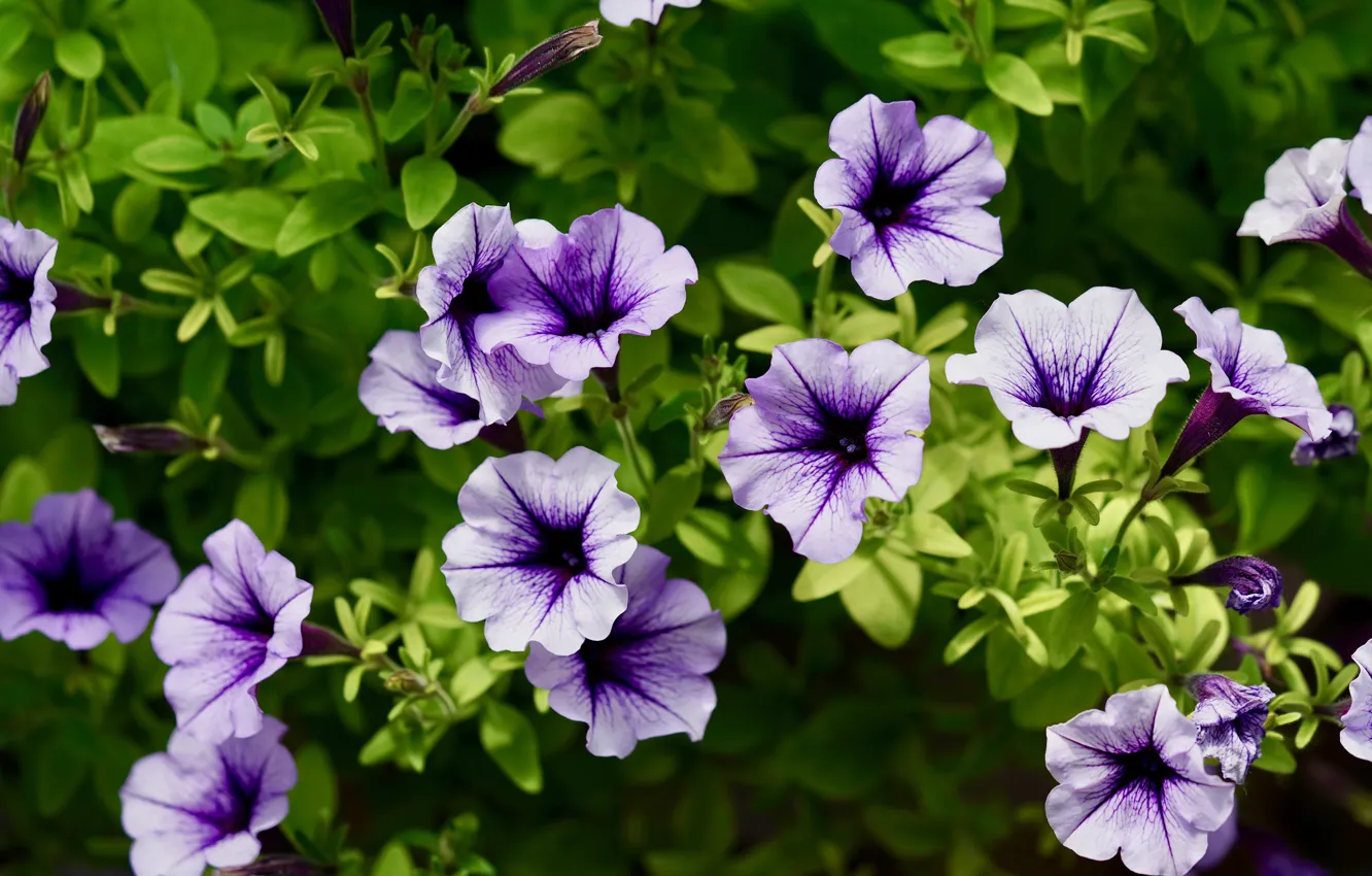 Photo wallpaper flowers, lilac, Petunia