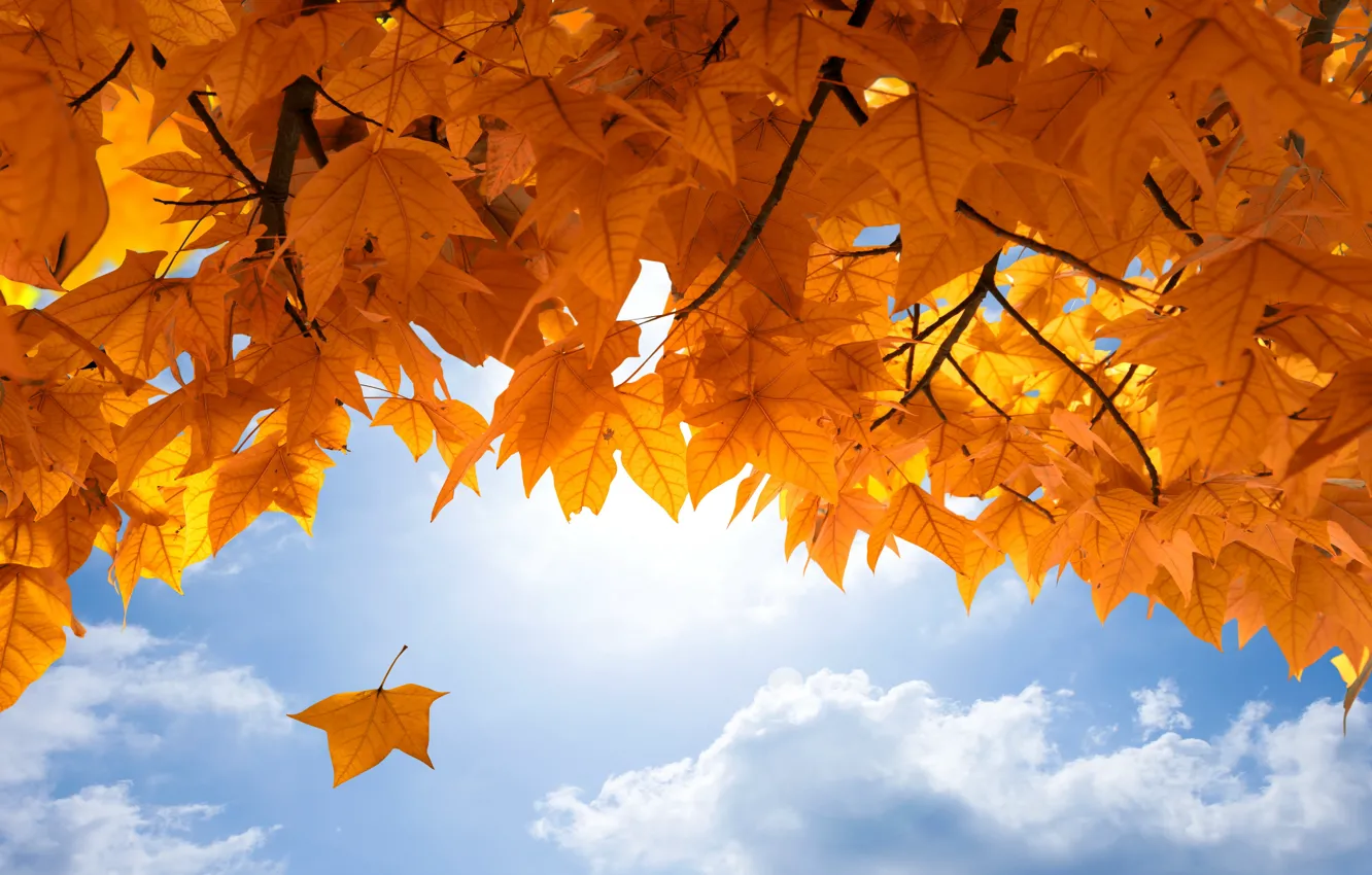 Photo wallpaper autumn, the sky, leaves, autumn, leaves, fall, maple