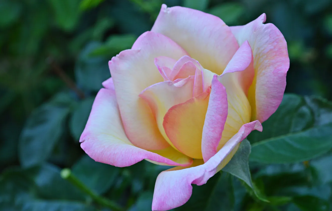 Photo wallpaper macro, roses, petals, buds