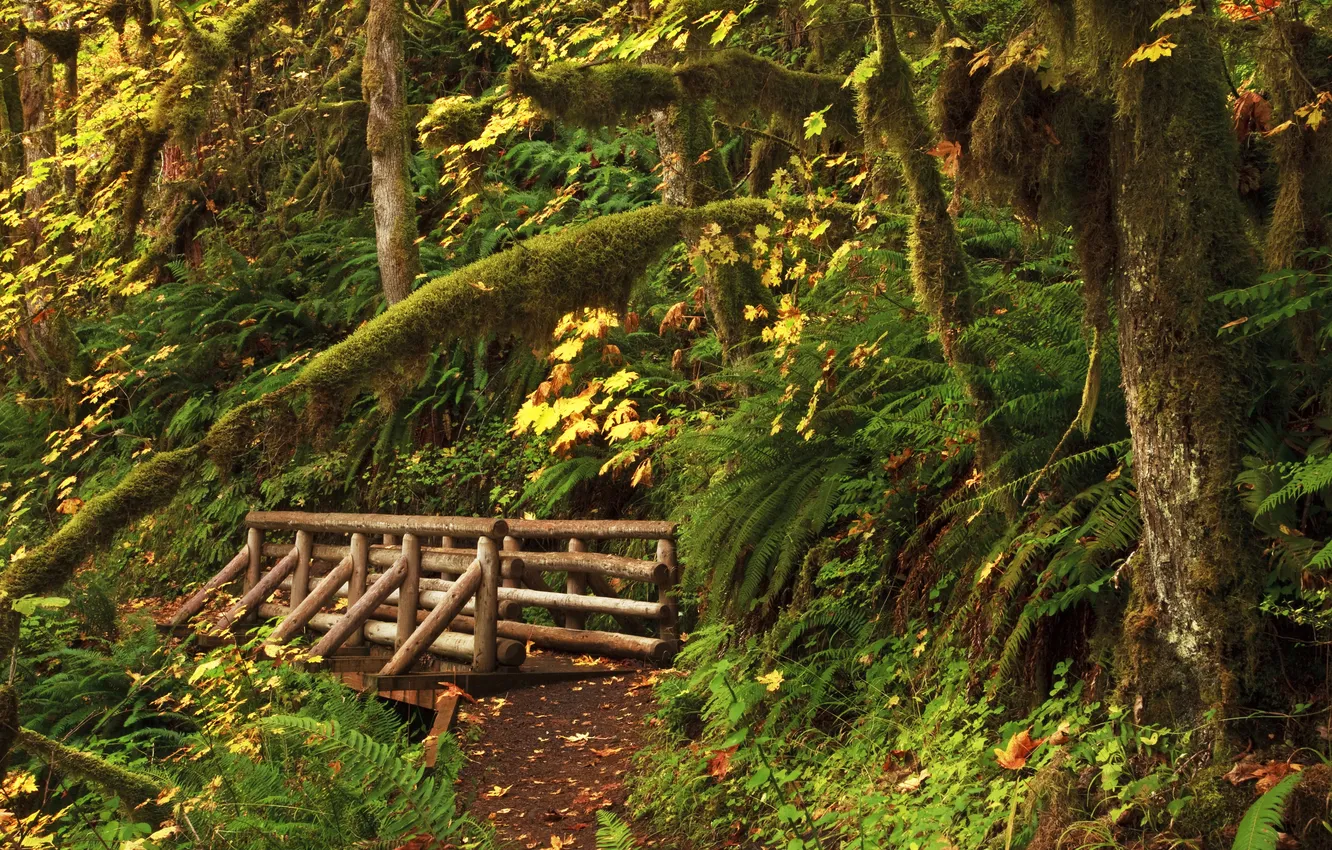 Photo wallpaper forest, trees, USA, the bridge, path, the bushes, Oregon, Upper Butte Creek Falls