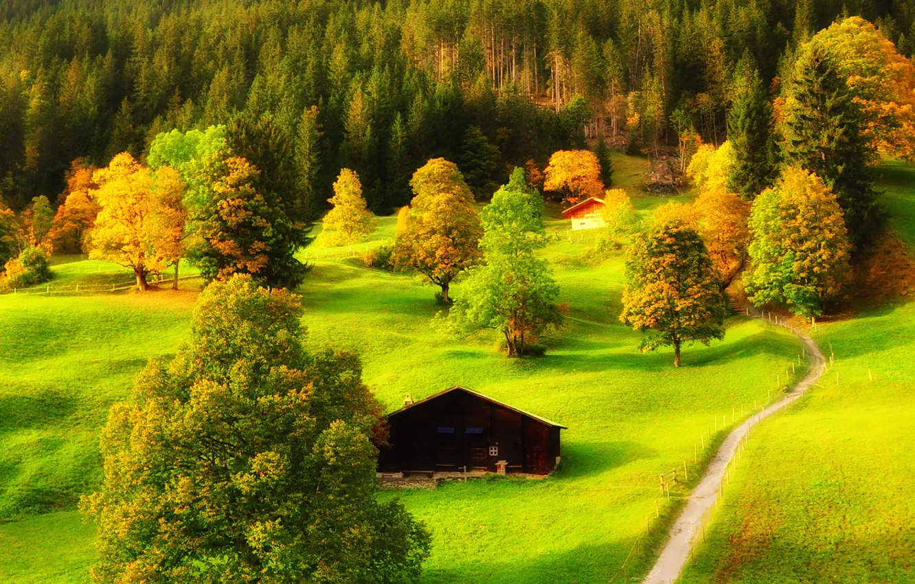 Photo wallpaper green, trees, way, countryside, path, cabin, hut
