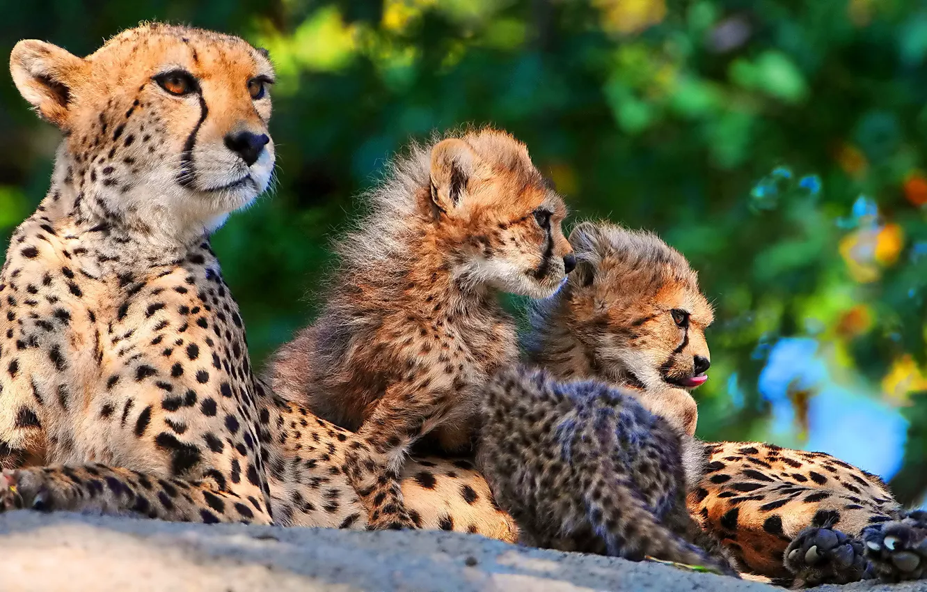Photo wallpaper family, kittens, Cheetah, mom, three, mother