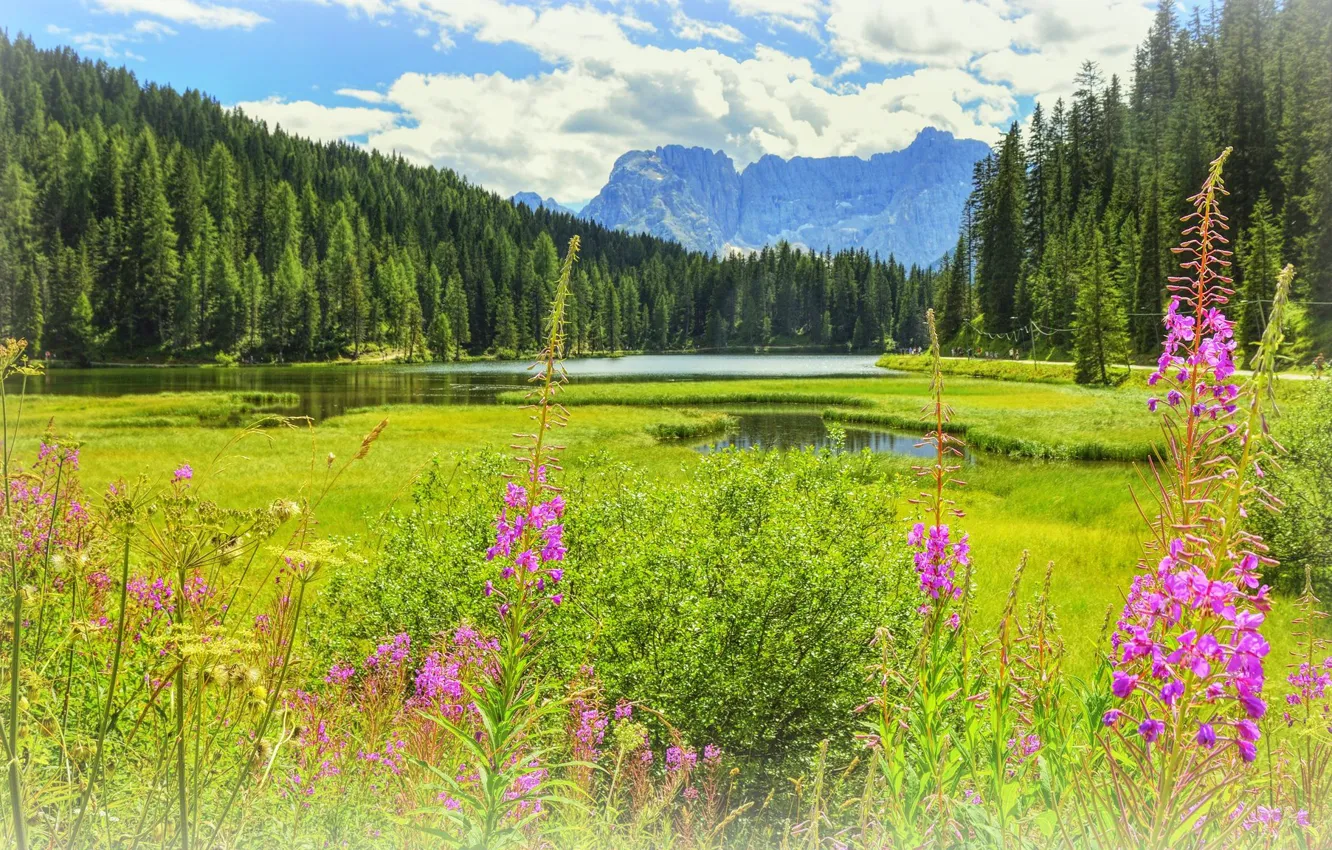 Photo wallpaper mountains, meadow, Ivan-tea