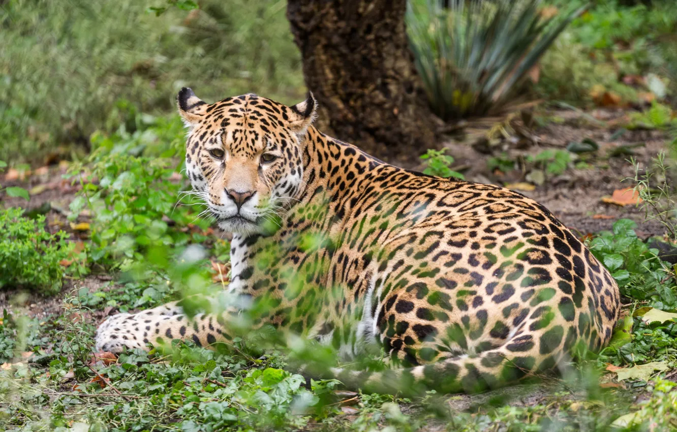 Photo wallpaper cat, nature, animal, stay, Jaguar