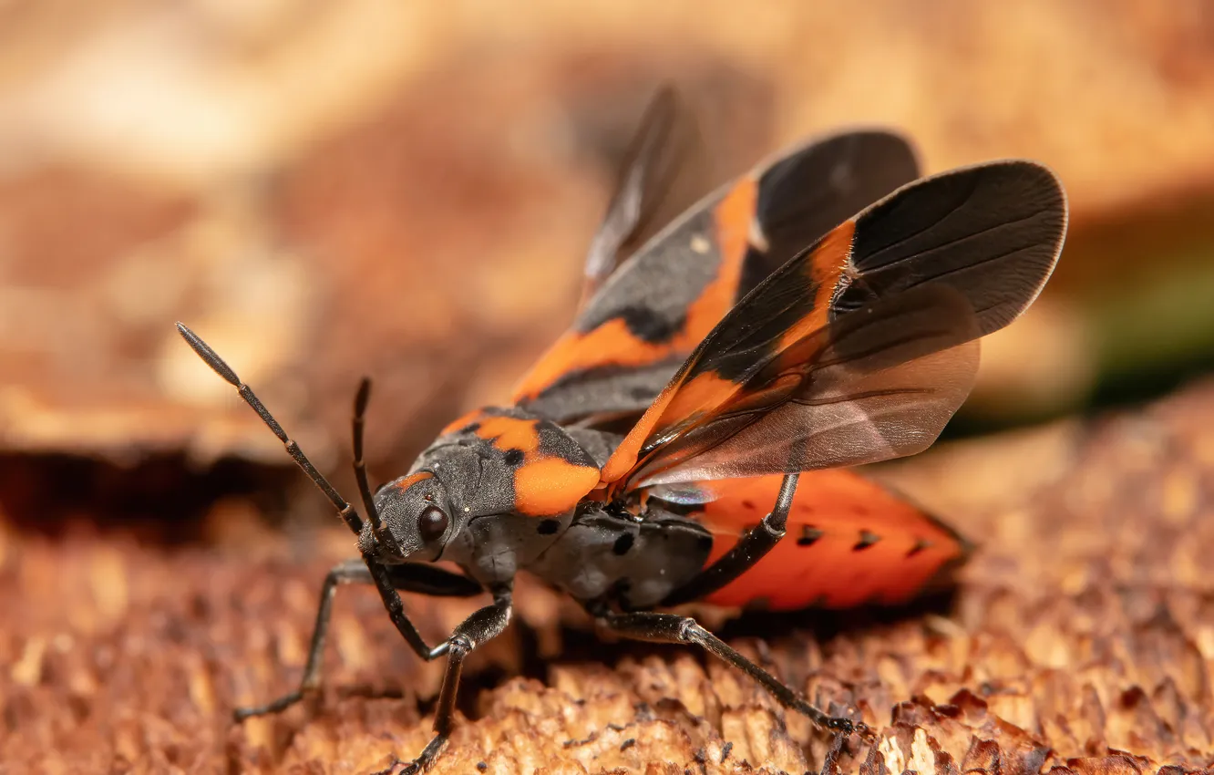 Photo wallpaper colors, wings, insect
