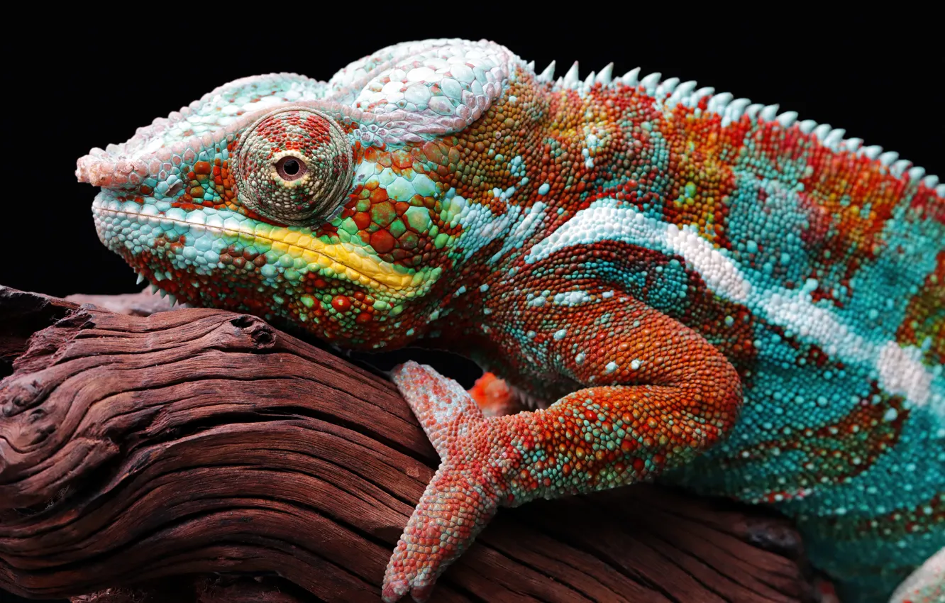 Photo wallpaper trees, chameleon, portrait, log