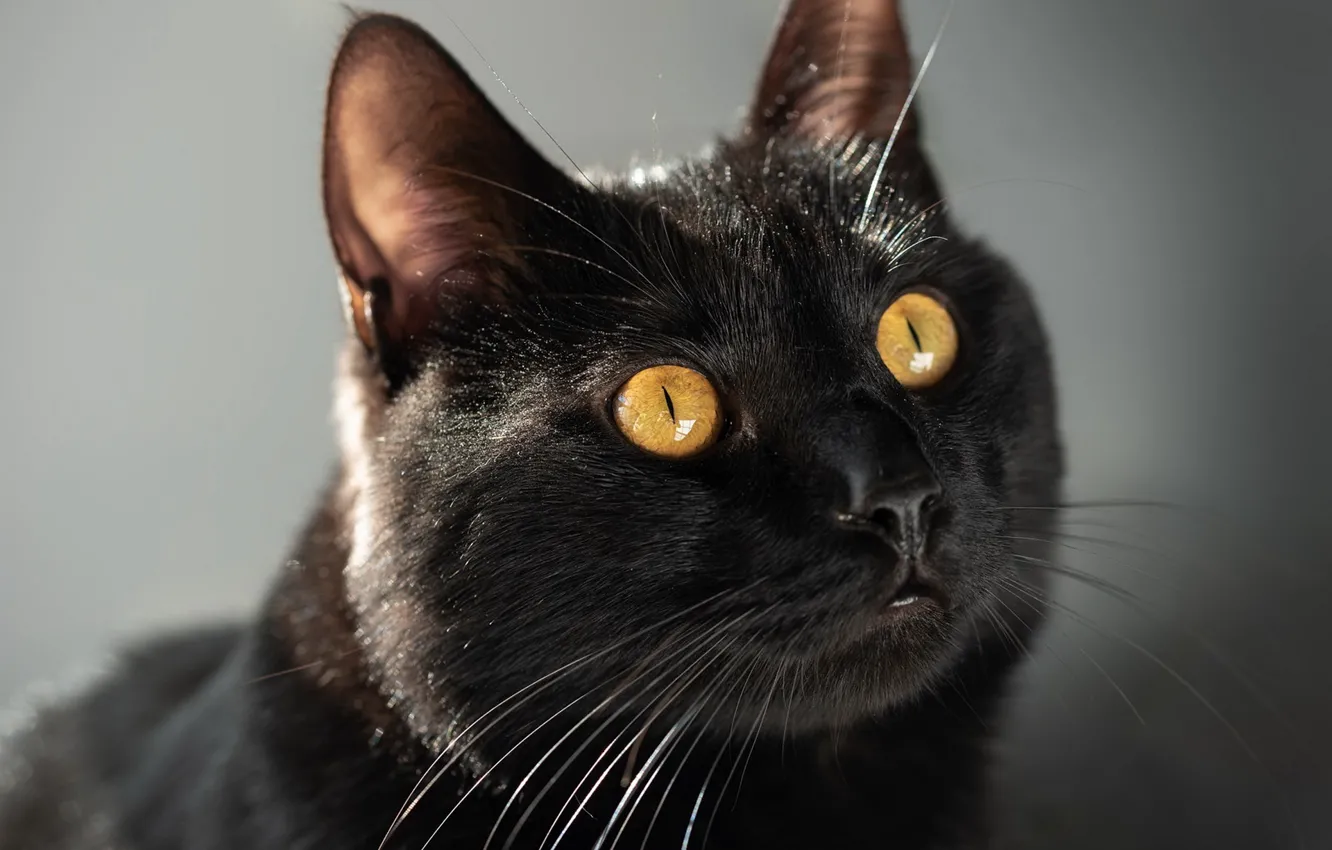 Photo wallpaper cat, cat, look, pose, face