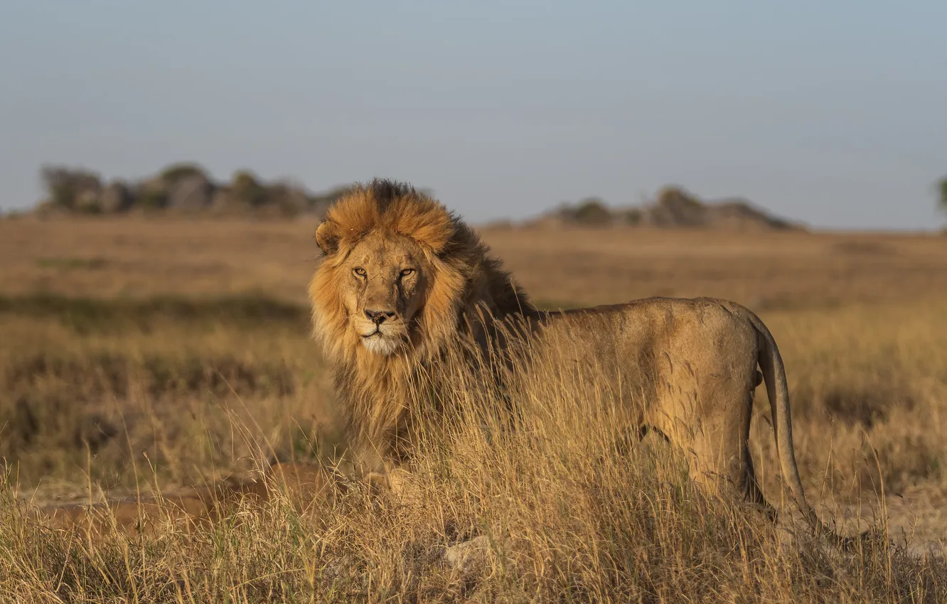 Photo wallpaper nature, big cat, lion. male