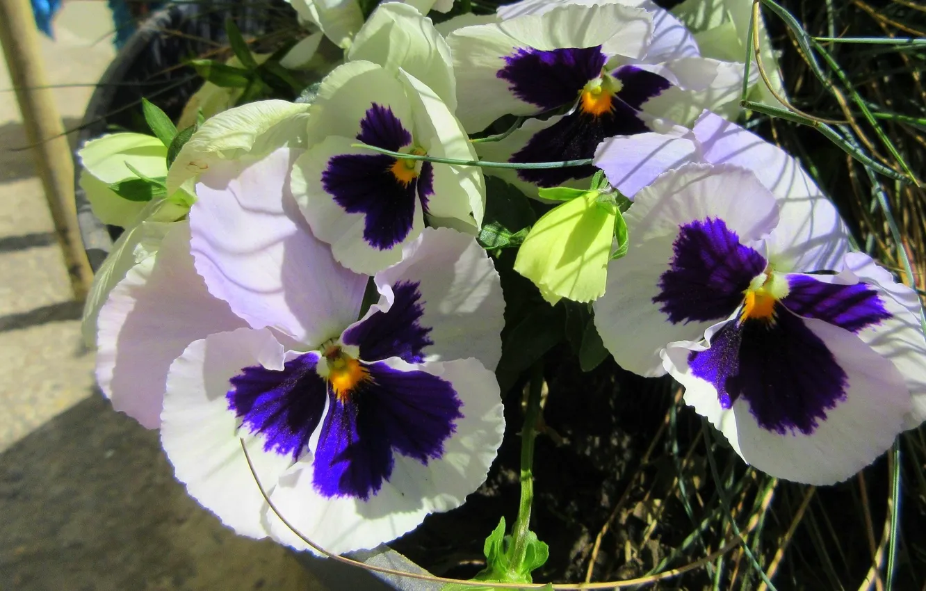 Photo wallpaper Pansy, Meduzanol ©, Summer 2018