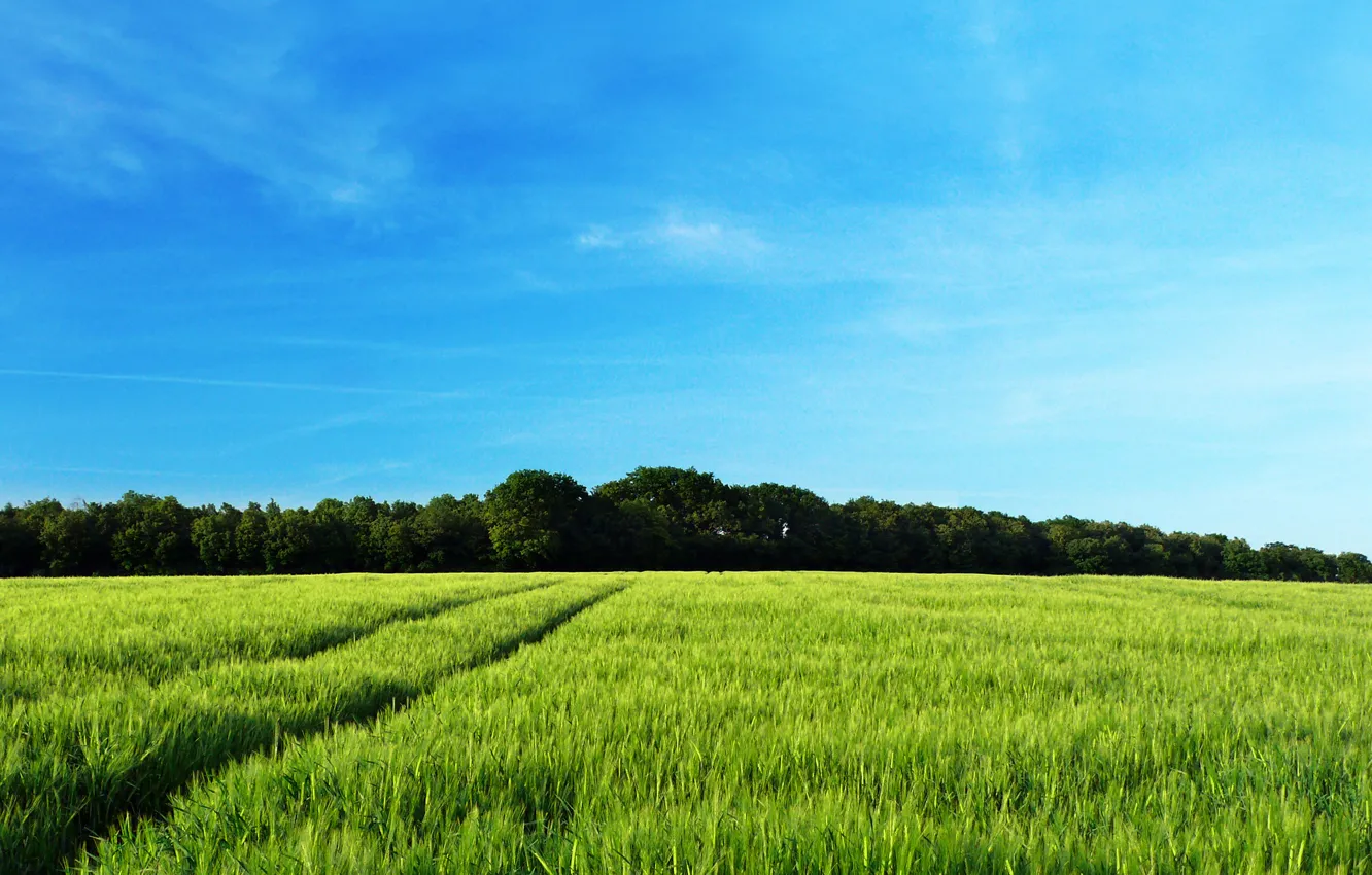 Photo wallpaper field, forest, summer, trees, nature, tree, landscapes, field