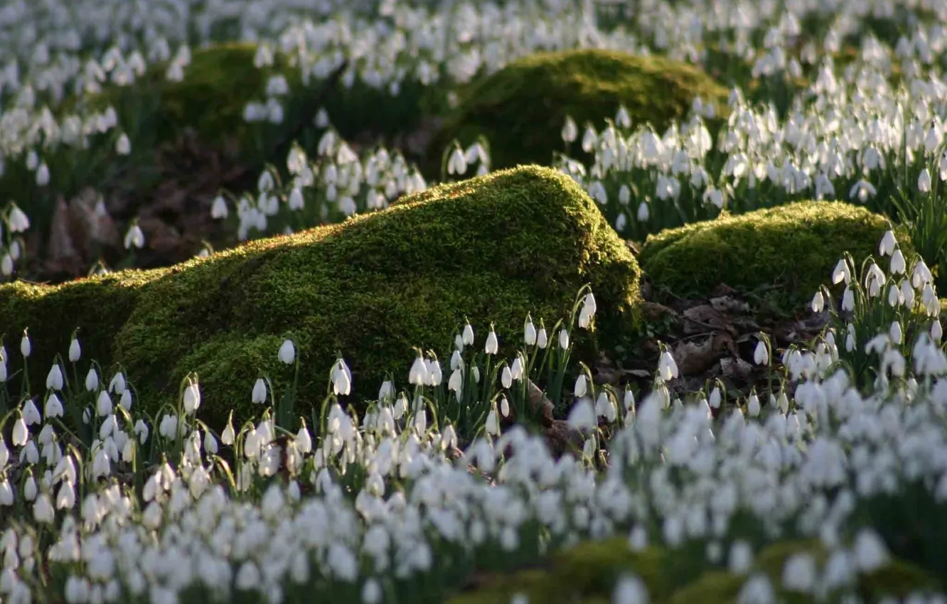 Photo wallpaper stones, glade, moss, spring, snowdrops