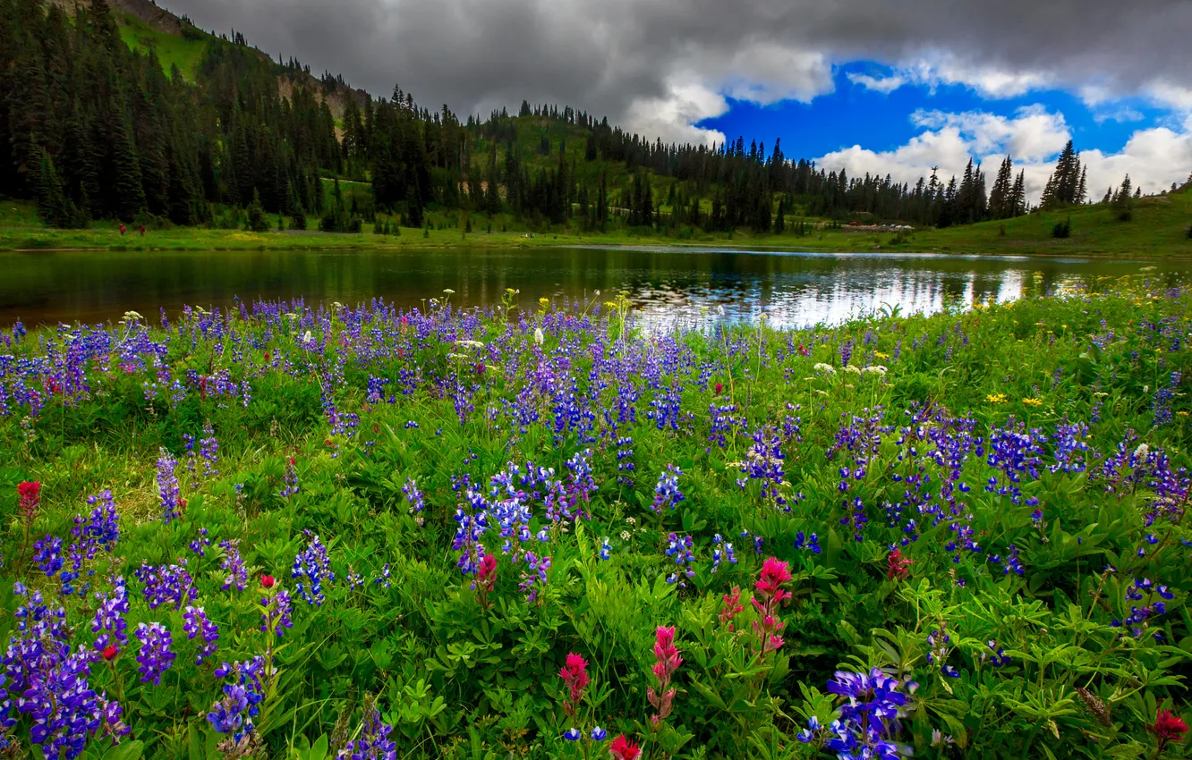 Photo wallpaper field, forest, flowers, lake, shore, lupins