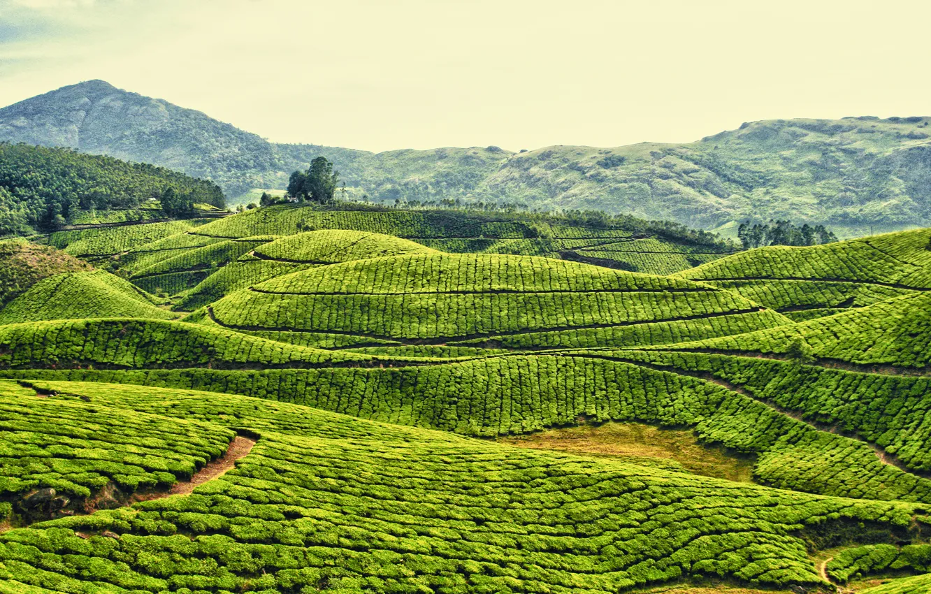 Photo wallpaper field, the sky, mountains, hills, tea, plantation