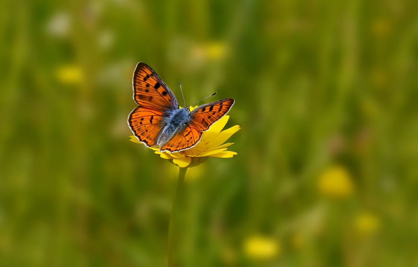 Photo wallpaper field, flower, flowers, yellow, background, butterfly