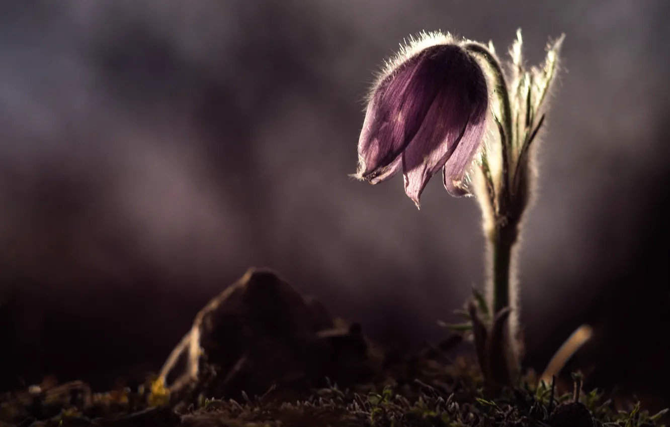 Photo wallpaper petals, bokeh, cross