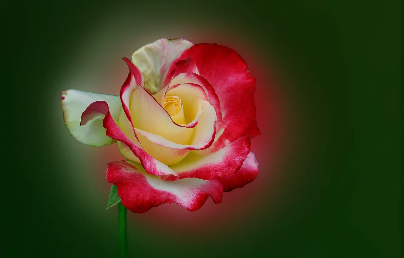 Photo wallpaper macro, nature, roses, petals, stem