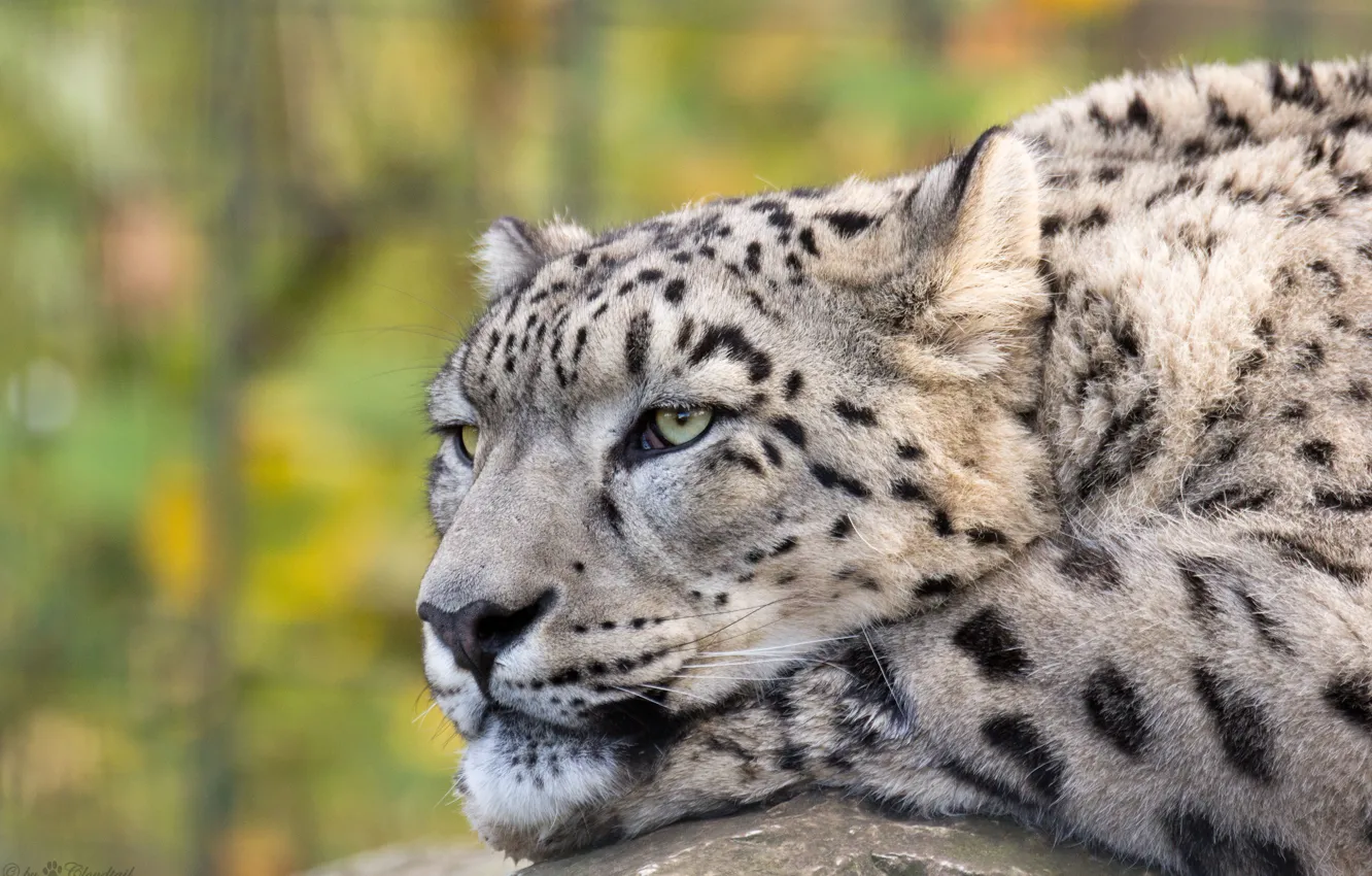 Photo wallpaper cat, look, face, IRBIS, snow leopard