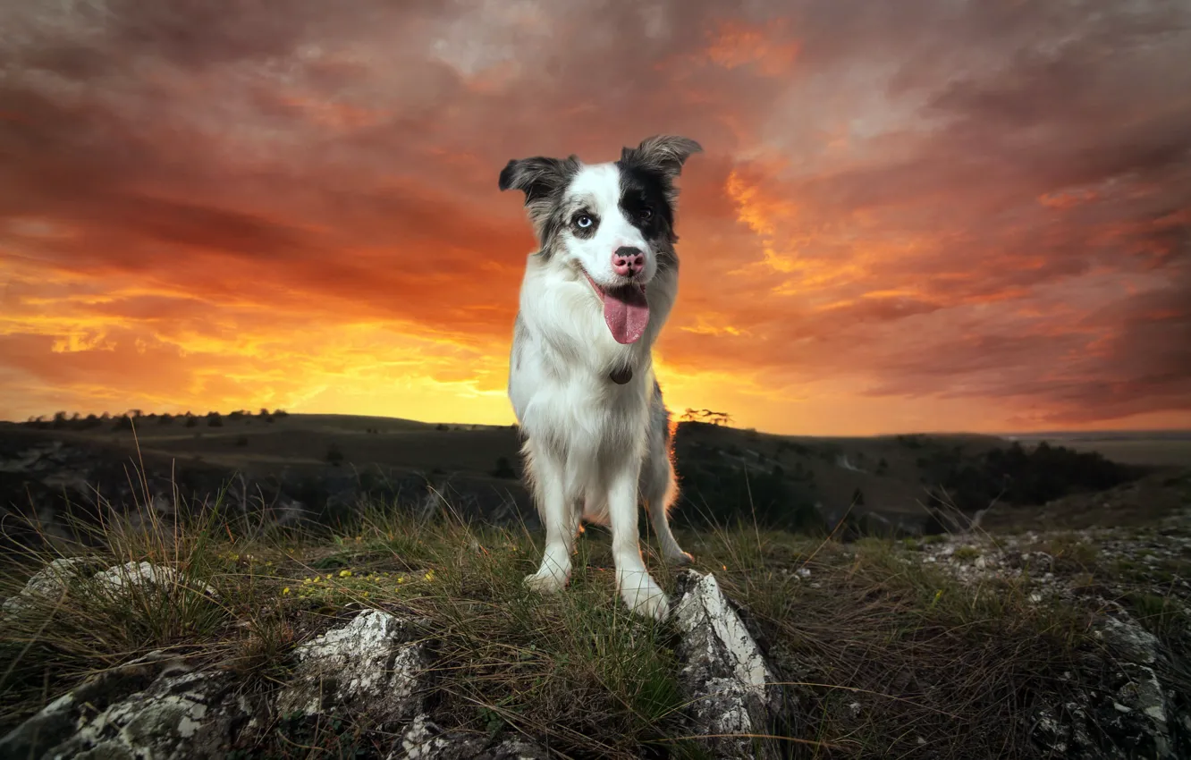 Photo wallpaper sunset, each, dog
