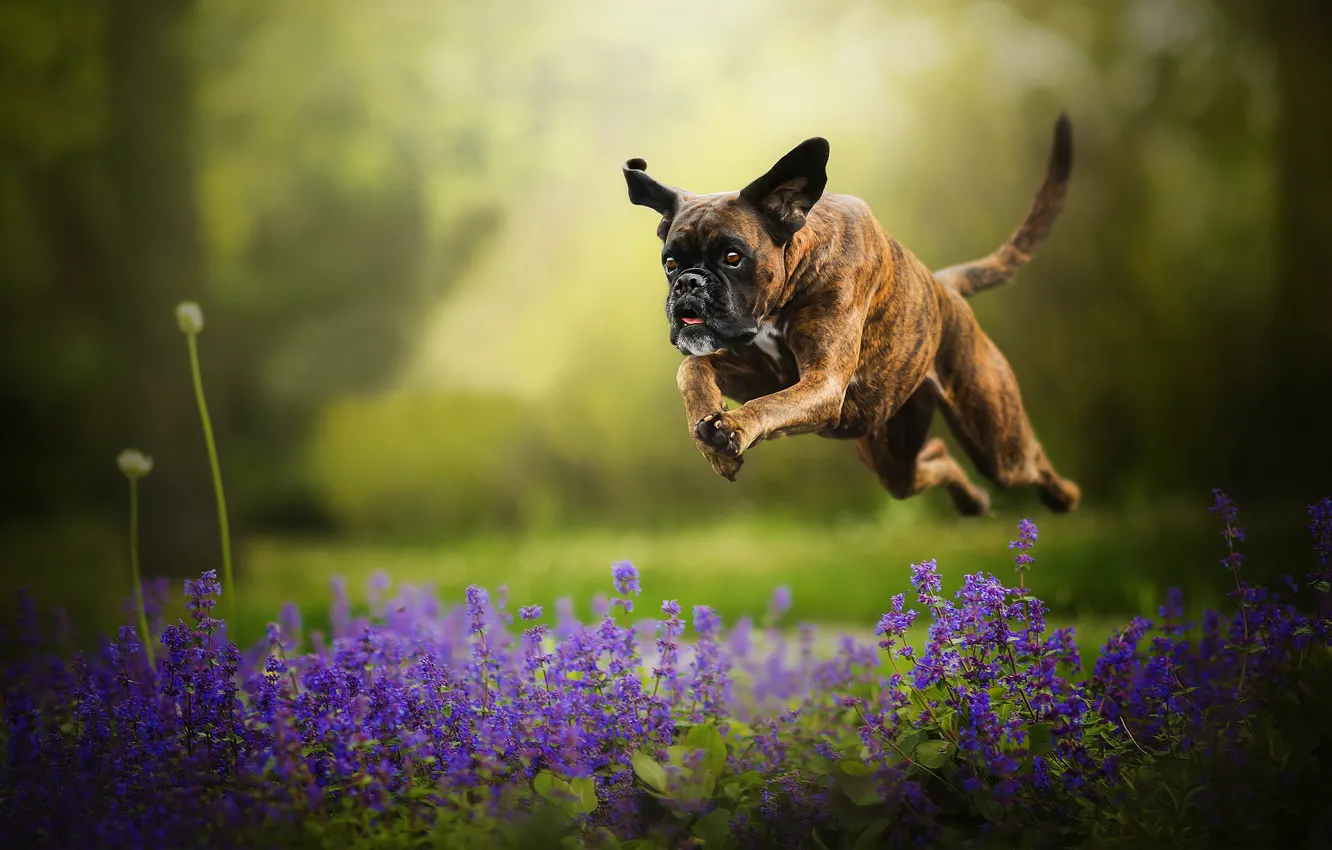 Photo wallpaper flowers, jump, dog, running, bokeh, boxer, Tini