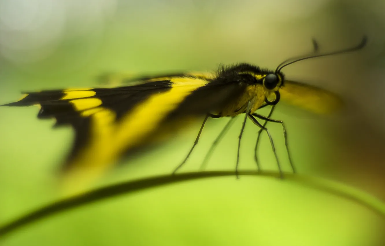 Photo wallpaper butterfly, a blade of grass, bokeh