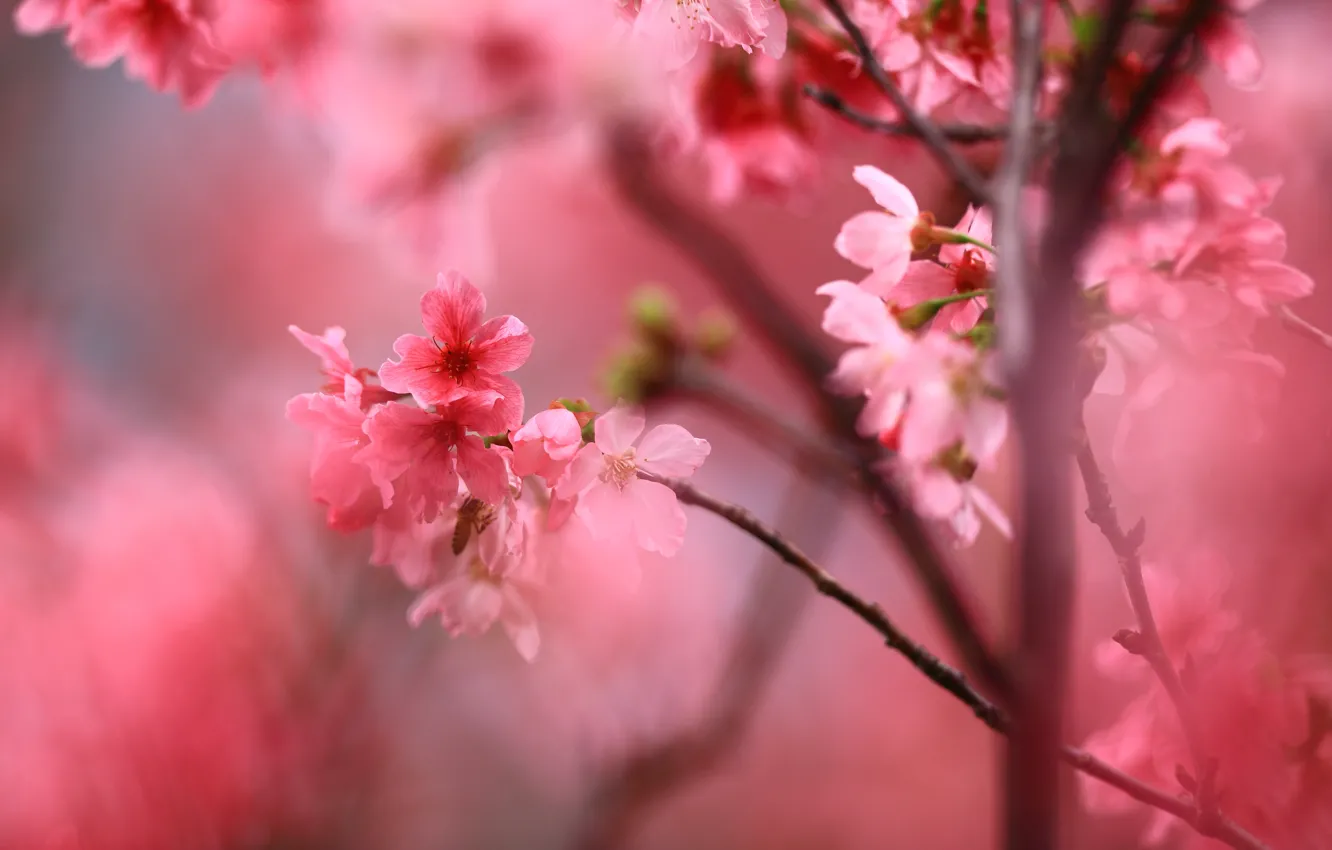 Photo wallpaper flowers, branches, cherry, background, spring, Sakura, pink, flowers