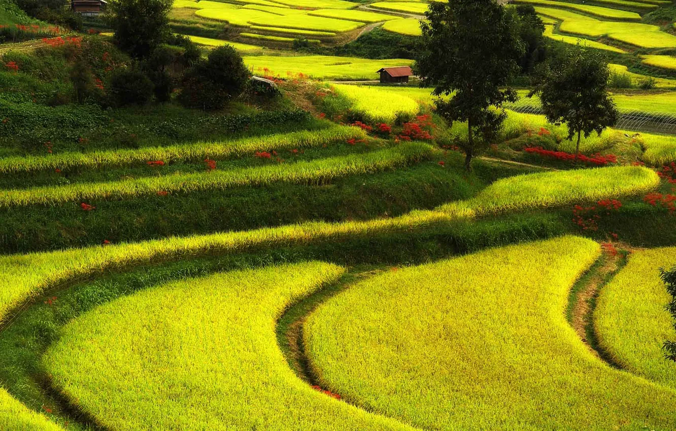 Photo wallpaper field, nature, Japan, house, Asuka