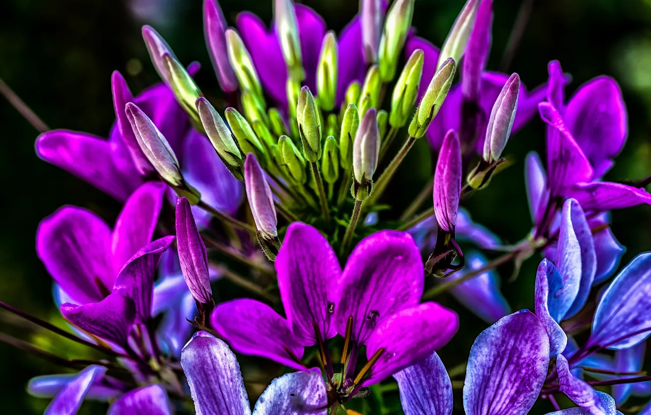 Photo wallpaper macro, paint, bouquet, petals