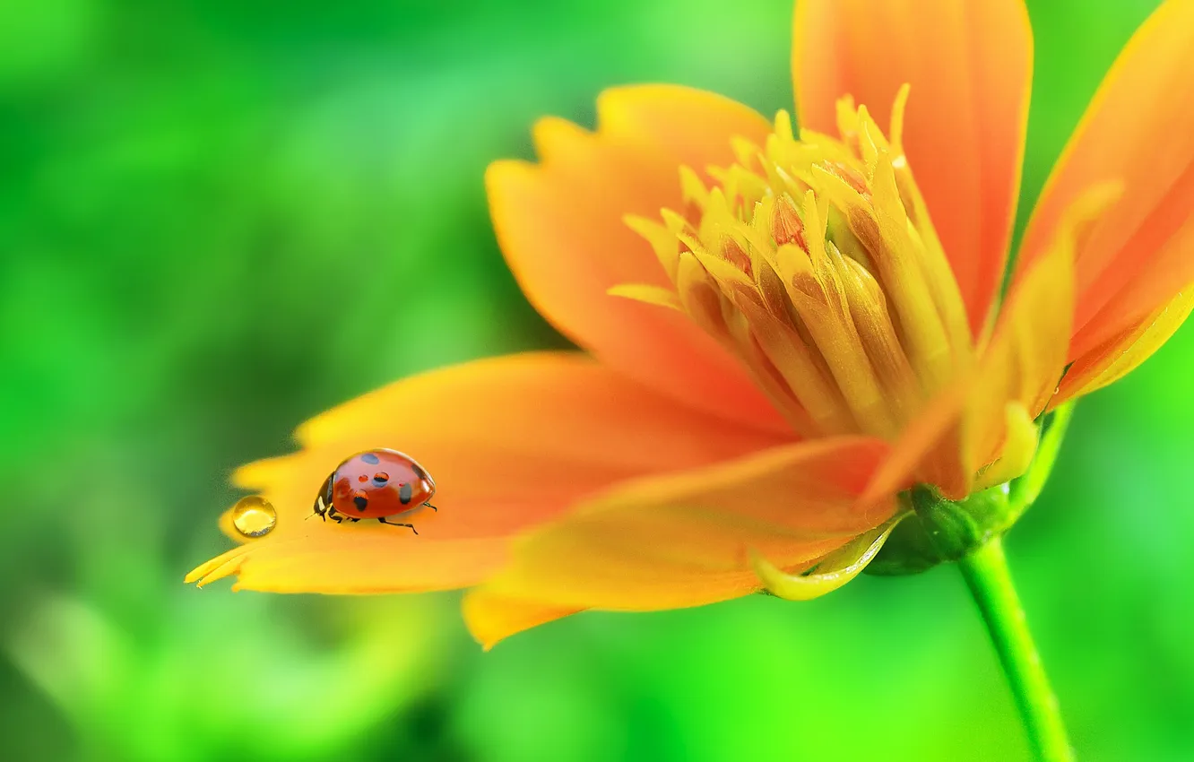 Photo wallpaper drops, macro, flowers, ladybug, petals, insect