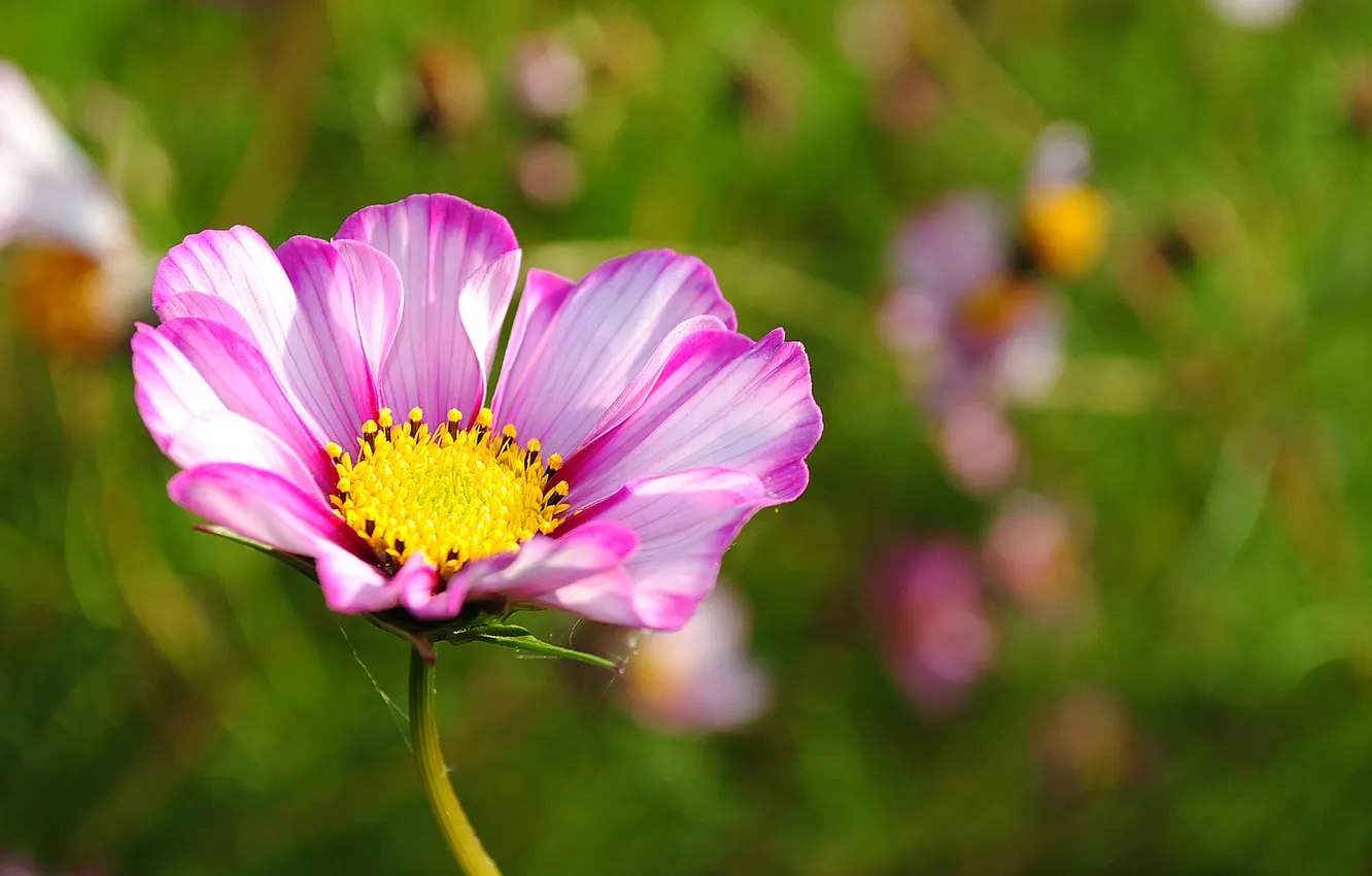 Photo wallpaper macro, flowers, nature, pink