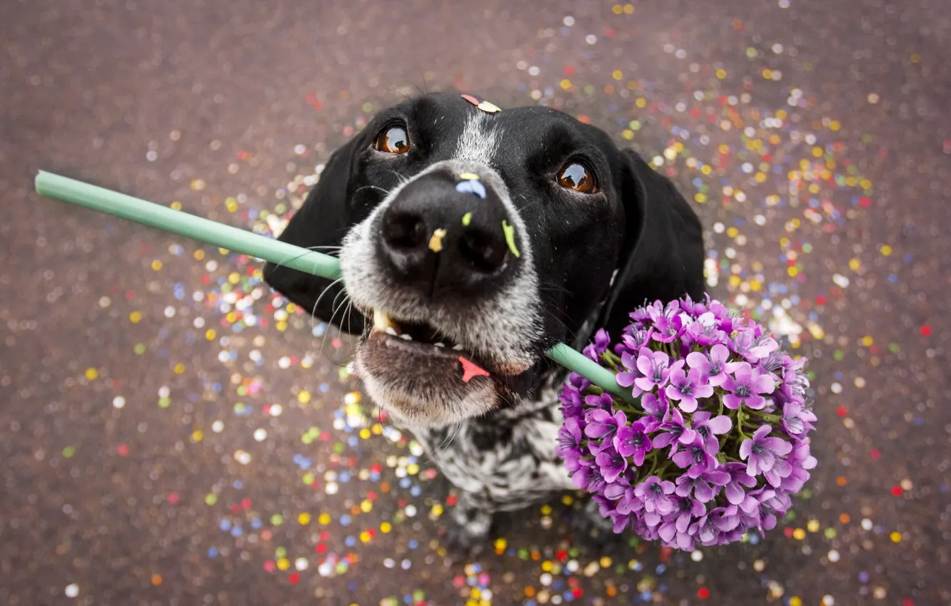Photo wallpaper look, flowers, each, dog