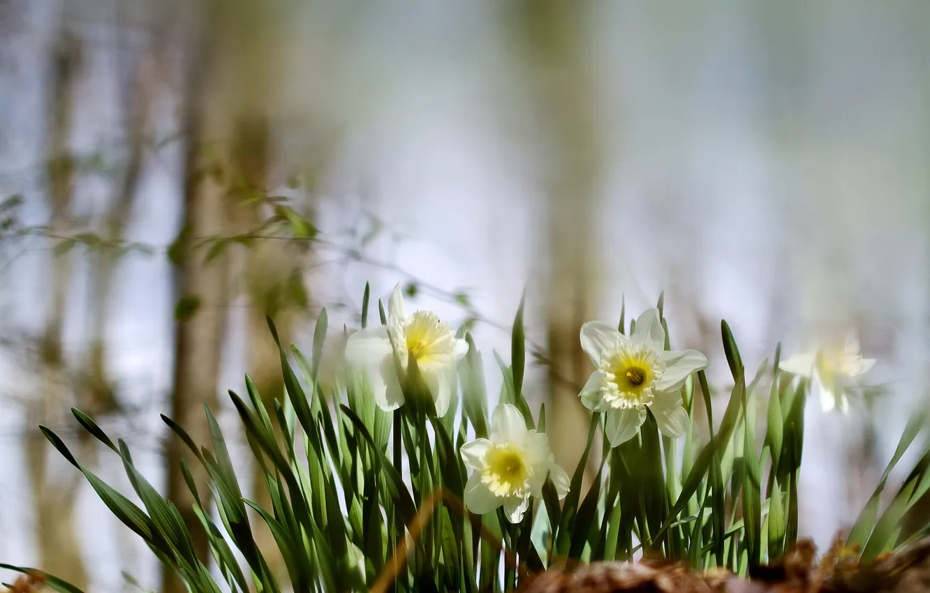 Photo wallpaper flowers, spring, blur, daffodils