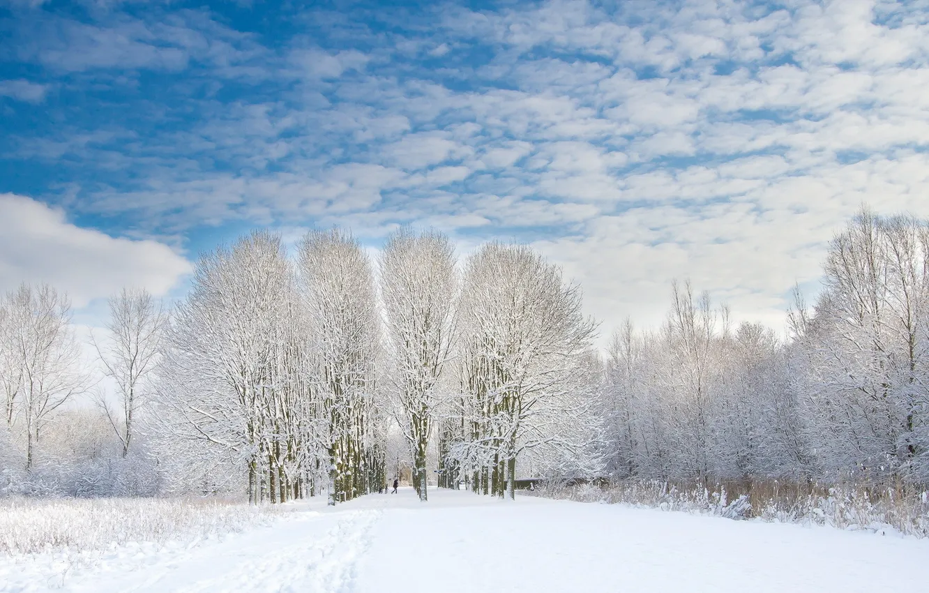 Photo wallpaper winter, trees, landscape