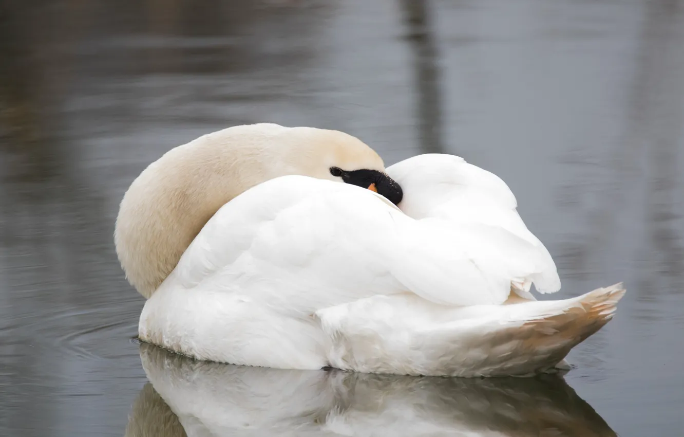 Photo wallpaper white, water, stay, sleep, Swan, beautiful