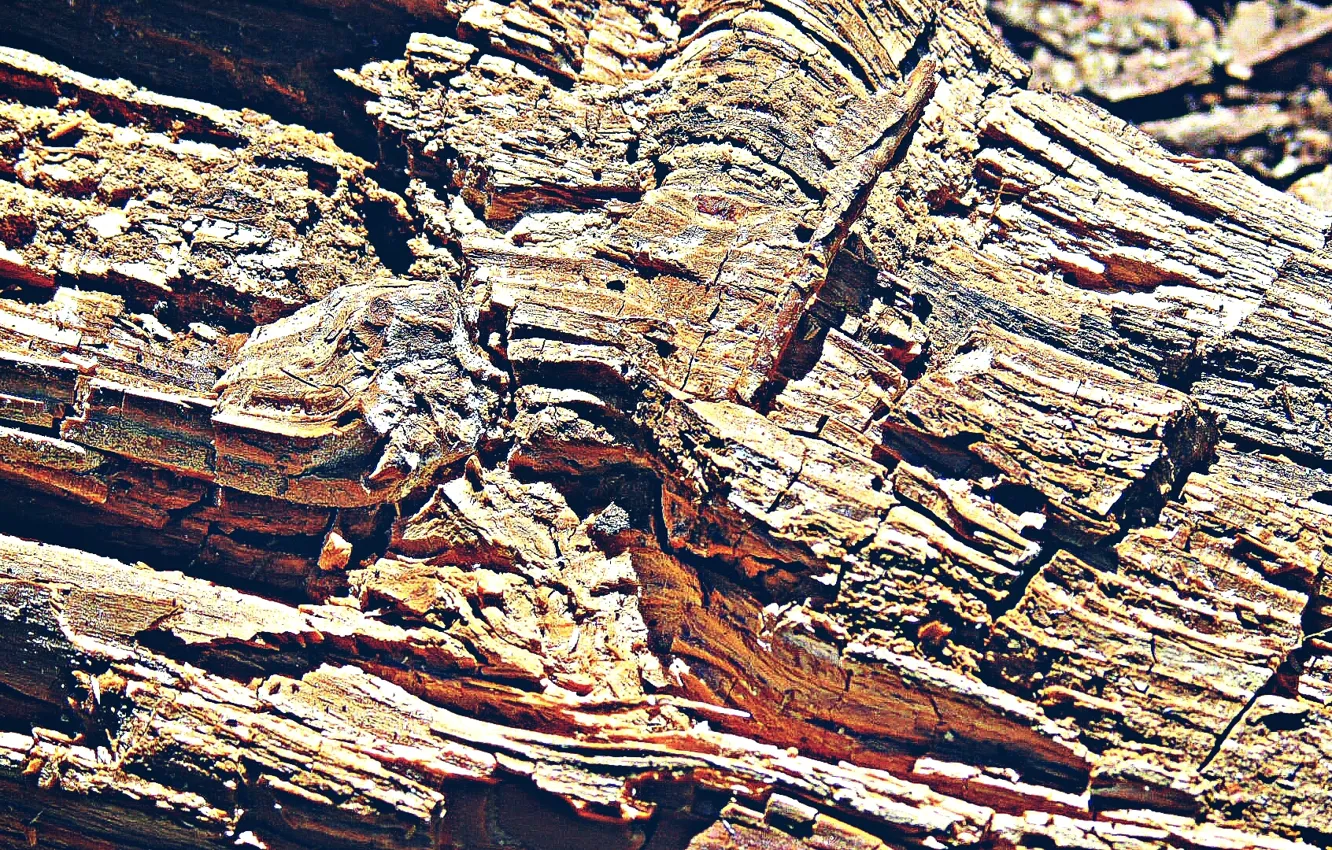 Photo wallpaper macro, tree, texture, log