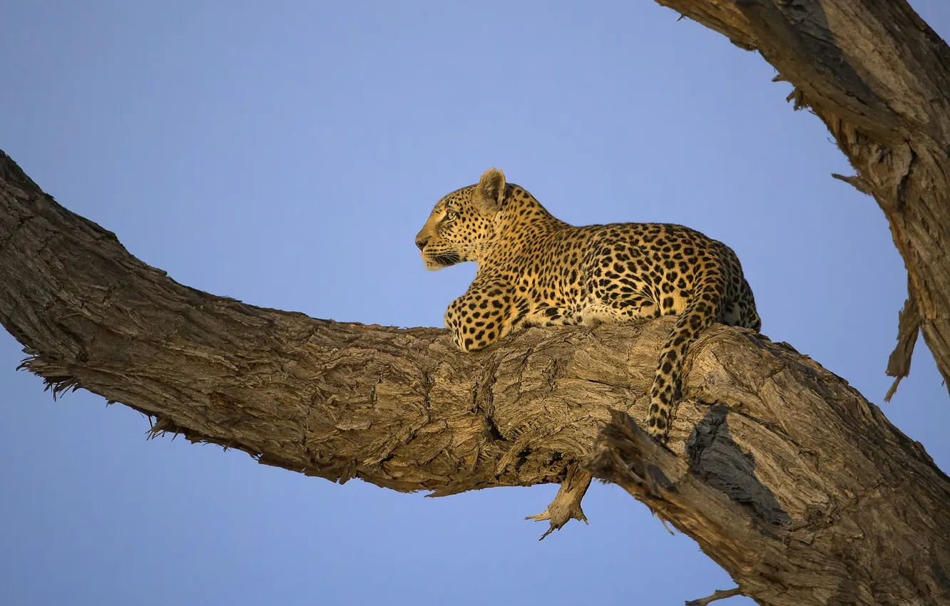 Photo wallpaper the sky, trees, leopard