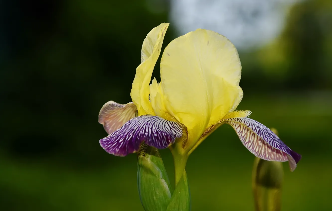 Photo wallpaper summer, macro, flowers, iris