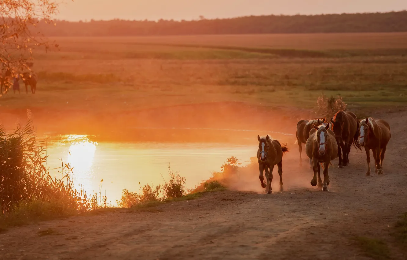 Photo wallpaper road, field, forest, the sun, light, sunset, lake, horse