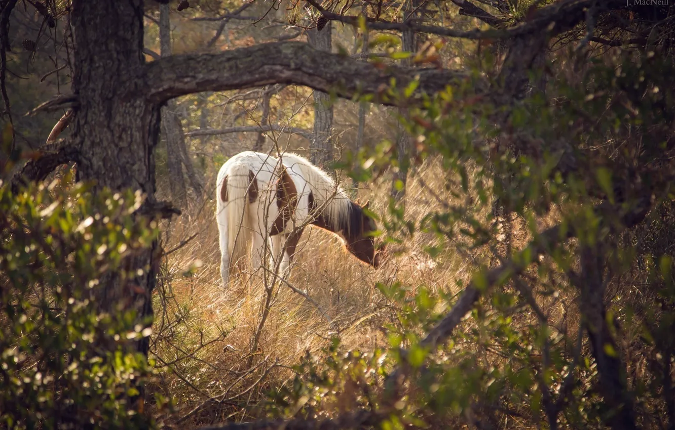 Photo wallpaper horse, horse, grazing
