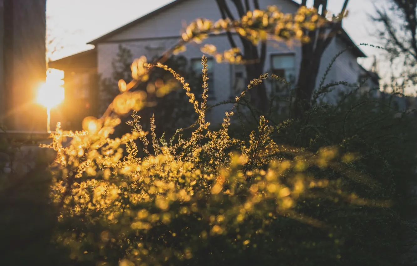 Photo wallpaper House, Grass, Sun, Sunset, Summer, Mood