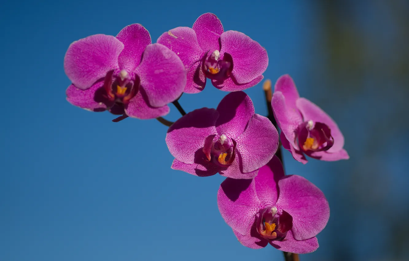 Photo wallpaper flower, the sky, nature, Orchid