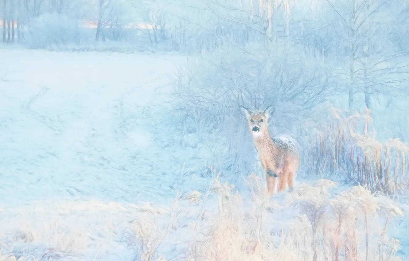 Photo wallpaper winter, snow, nature, rendering, treatment, deer, ROE, photoart