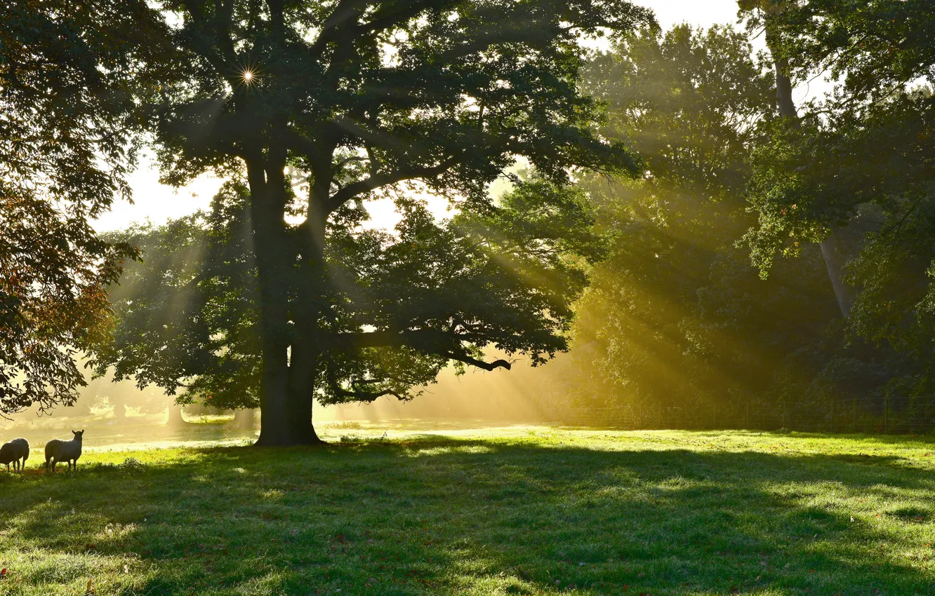 Photo wallpaper rays, trees, Park, animal, sheep, solar