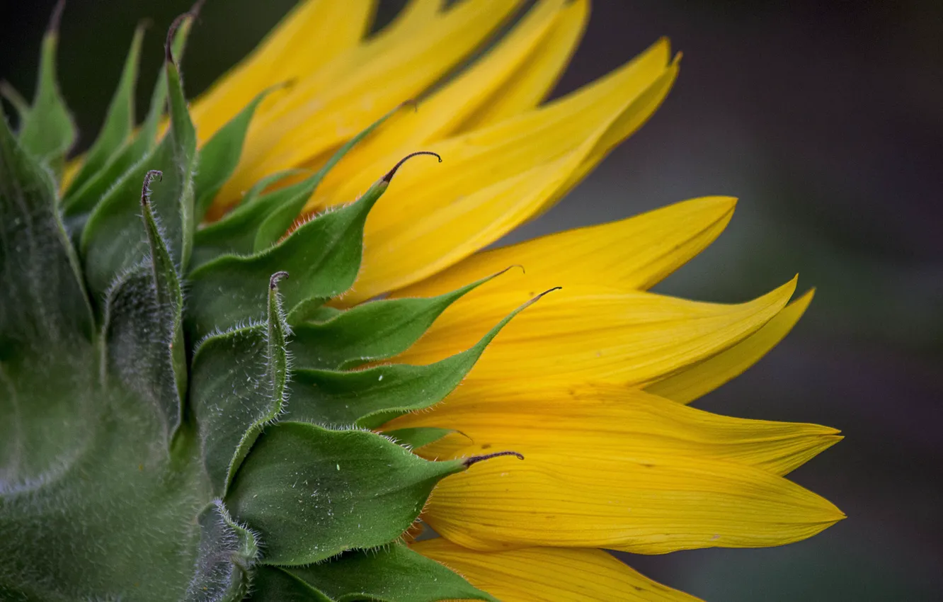 Photo wallpaper macro, sunflowers, yellow, petals