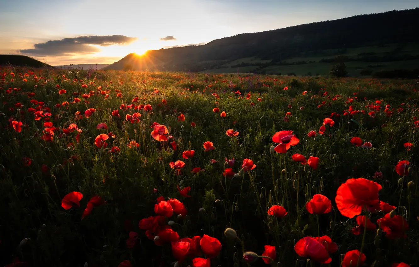 Photo wallpaper field, summer, Maki