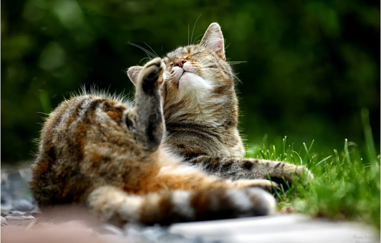 Photo wallpaper cat, blur, lies, striped