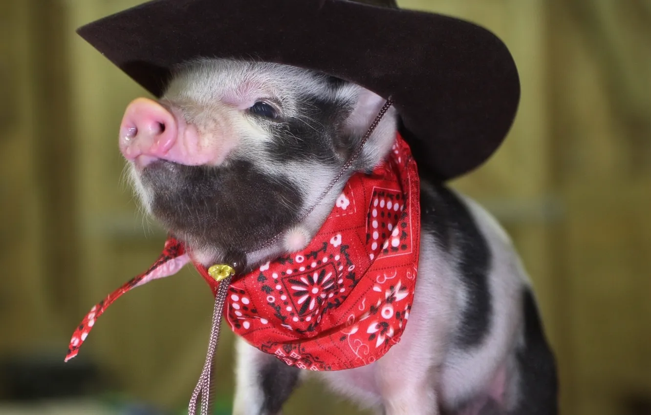 Photo wallpaper hat, cowboy, pig