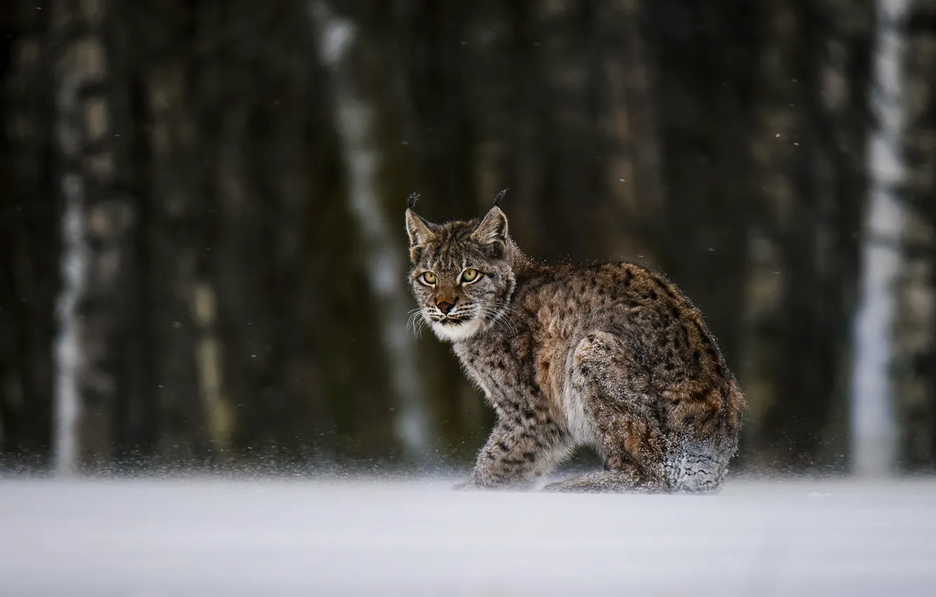 Photo wallpaper winter, forest, look, snow, trees, glade, lynx, sitting